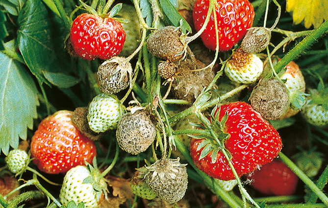 Botrytis an Erdbeeren