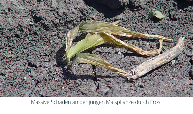 Massive Schäden an der jungen Maispflanze durch Frost