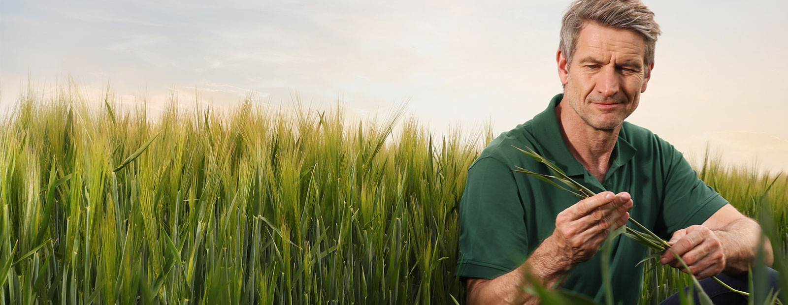 Ascra - Das Allround-Getreidefungizid