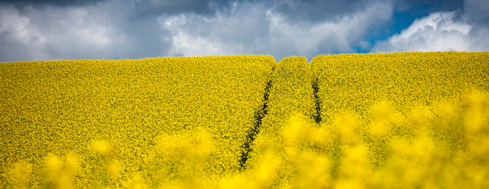 2021_Innovation im Raps DEKALB Rapssorten