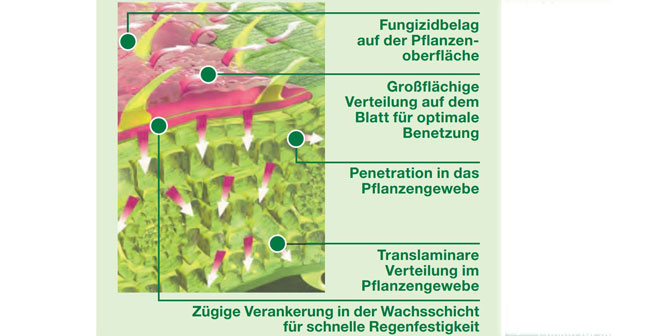 Querschnitt Pflanze - Fungizid Delaro Wirkung
