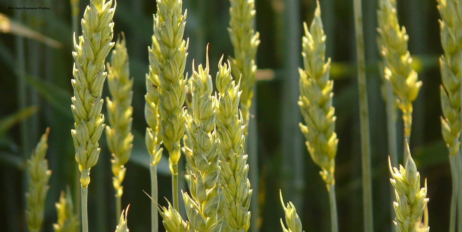 Getreide - Wachstumsregler stabilisieren